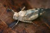 Grasshopper On A Leaf_44992